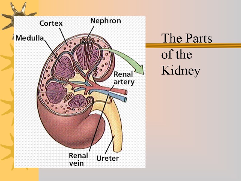 The Parts of the Kidney